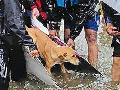 Rescue